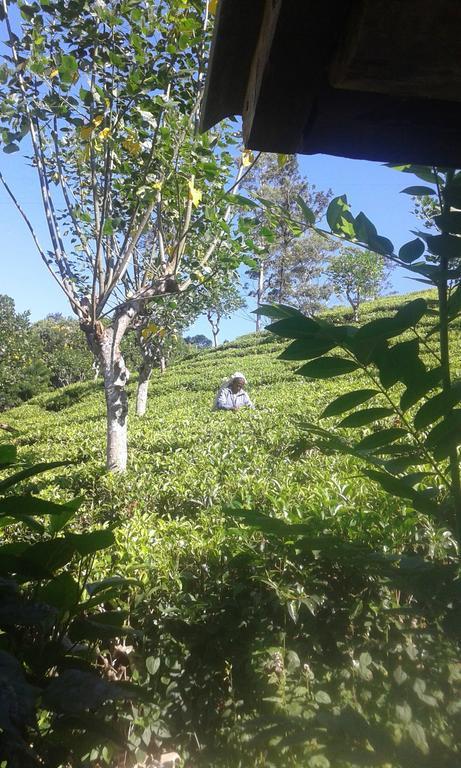Tunnel Gap Homestay إيلا المظهر الخارجي الصورة