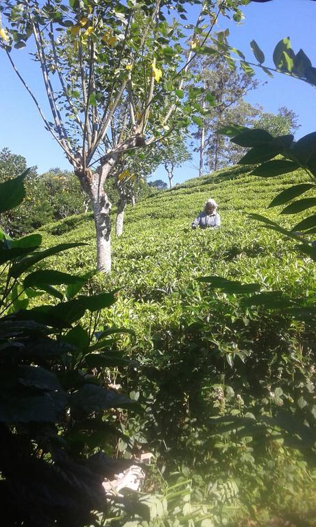 Tunnel Gap Homestay إيلا المظهر الخارجي الصورة